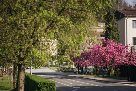  Japonske češnje v polnem razcvetu